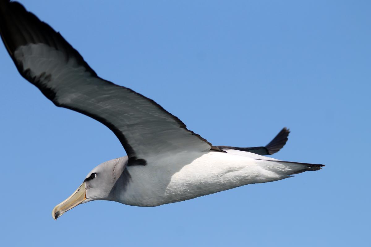 Shy Albatross (Thalassarche cauta)
